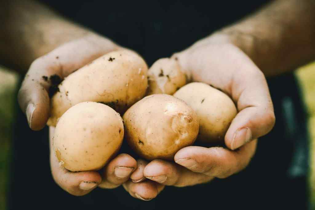 Potato: Foods You Should Not Refrigerate