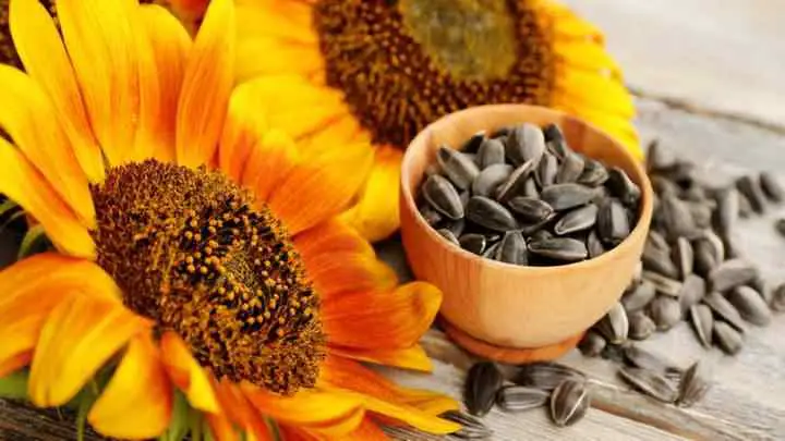 calories for sunflower seeds