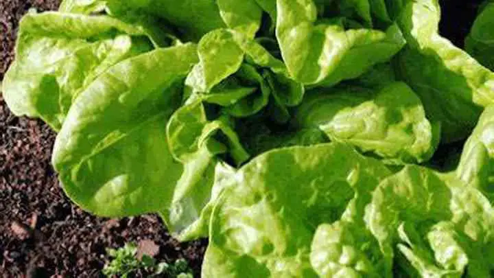 lettuce-cheffist.jpg