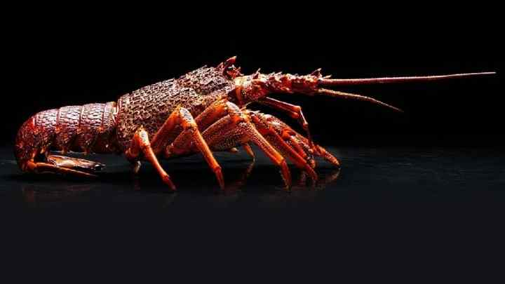 australian lobster - cheffist