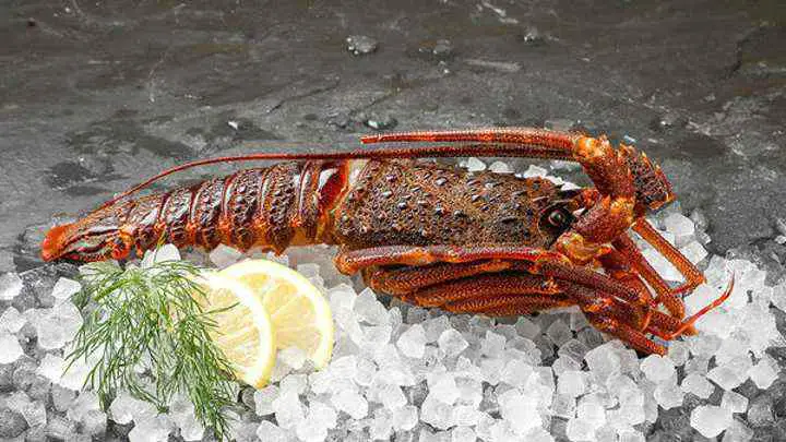 tristan lobster - cheffist