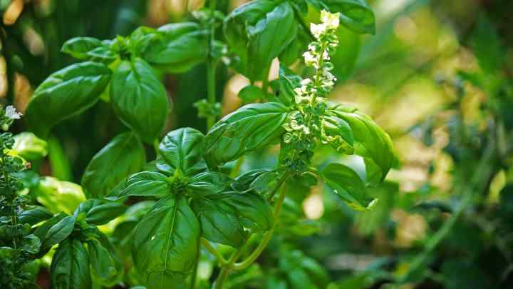 basil-what-is-a-savory-flavor-cheffist.jpg