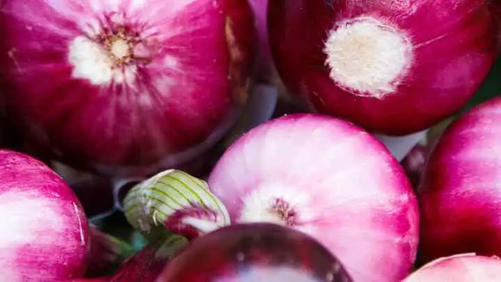 purple onion vs red onion