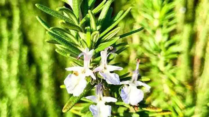 rosemary-what-is-a-savory-flavor-cheffist.jpg