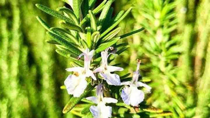 rosemary-what-is-a-savory-flavor-cheffist.jpg