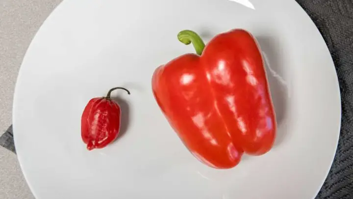 bell pepper