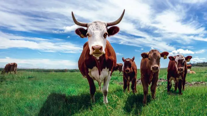 cows on a dairy farm - cheffist