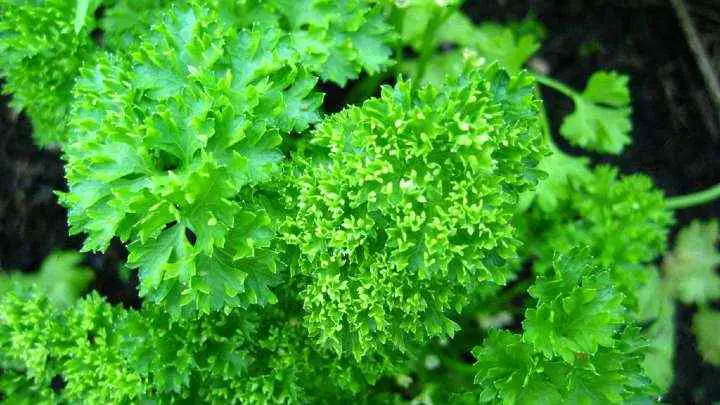how-long-is-parsley-good-for-cheffist