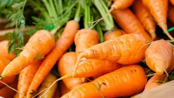 carrot a fruit