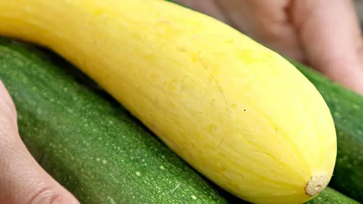zucchini summer squash