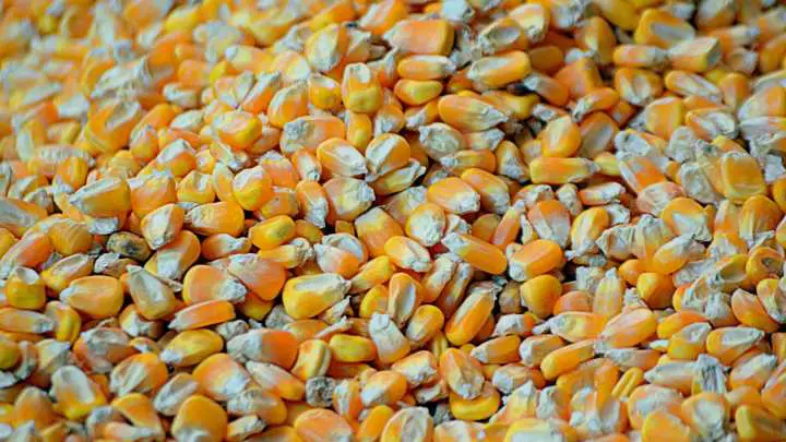 kernels-parts-of-corn-on-a-cob-cheffist.jpg