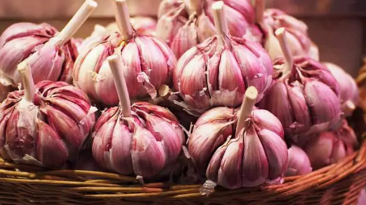 purple garlic cloves