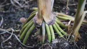 What Are The Different Parts Of Corn On The Cob? [Find Out Here] - Cheffist
