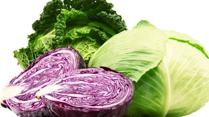 napa cabbage