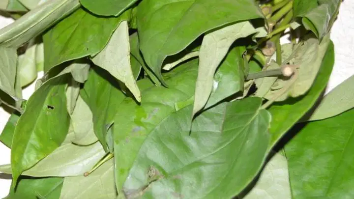 Uziza leaf