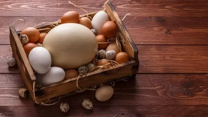 ostrich egg vs chicken egg - cheffist