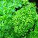 how-long-is-parsley-good-for-cheffist